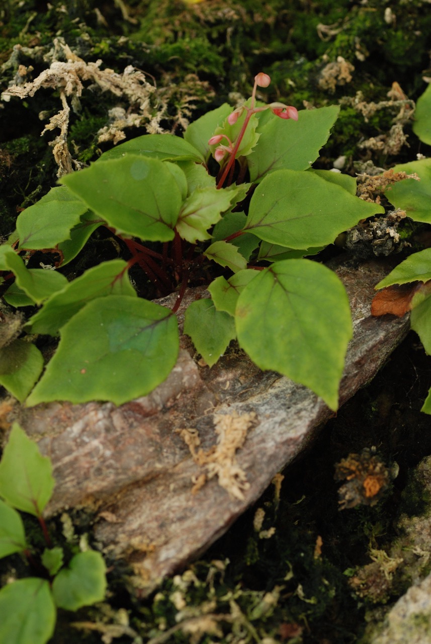 B. nana